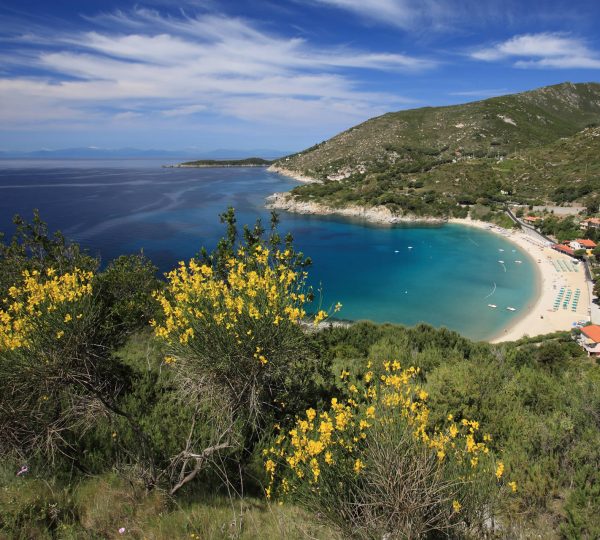 Cavoli