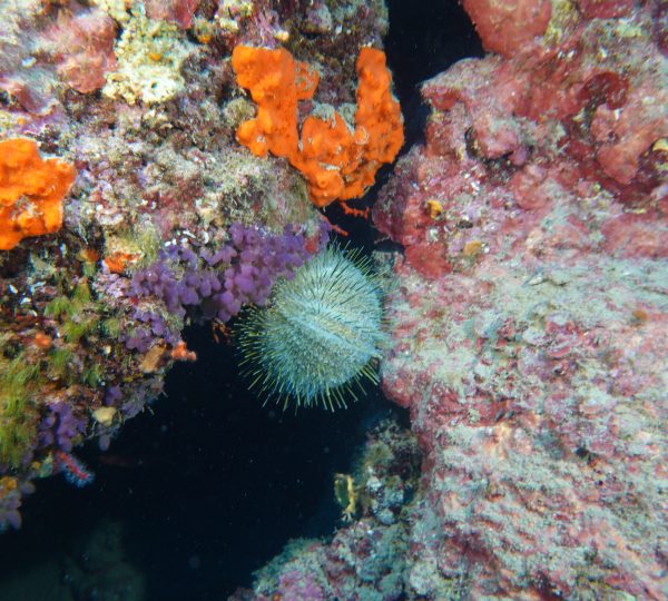 Dive Center Blu