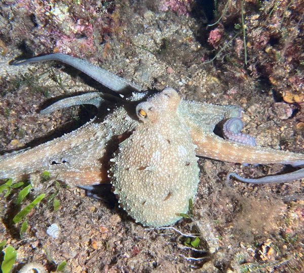 Dive Center Blu